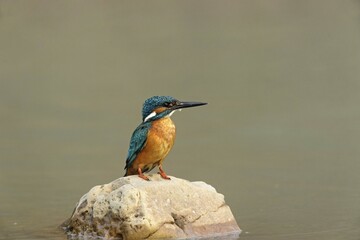 Kingfisher (Alcedo atthis) sitting on stone in water, Hesse, Germany, Europe