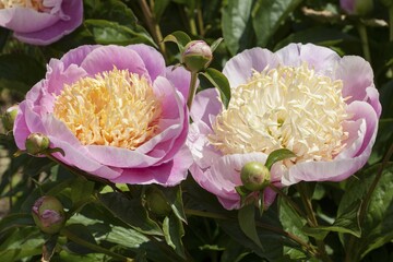 Chinese peony or common garden peony (Paeonia lactiflora), Ama No Sode variety