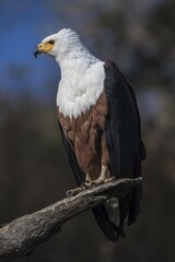 African fish eagle (Haliaeetus vocifer), Chobe National Park, Botswana, Africa