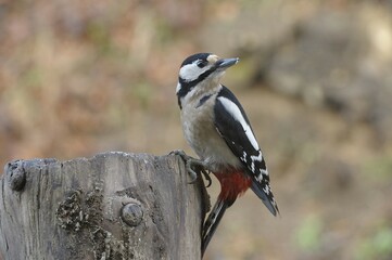 Great Spotted Woodpecker (Dendrocopos major)