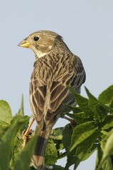 Corn Bunting (Miliaria calandra)