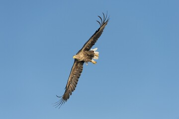 White-tailed Eagle or Sea Eagle (Haliaeetus albicilla), in flight, Mecklenburg Lake District, Mecklenburg-Western Pomerania, Germany, Europe