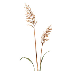 Obraz premium Flax Plants Blooming with Tan Seed Heads Surrounded by Green Leaves