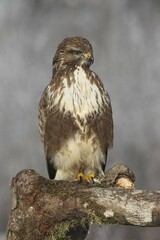Common buzzard (Buteo buteo) on tree trunk, Allgäu, Bavaria, Germany, Europe
