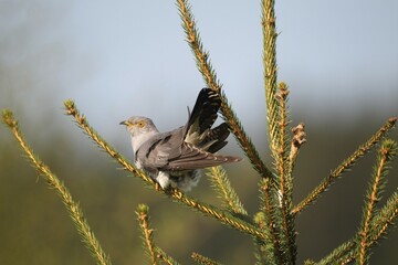 Cuckoo (Cuculus canorus), Allgäu, Bavaria, Germany, Europe
