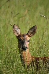 Roe deer (Capreolus capreolus), portrait, Allgaeu, Bavaria, Germany, Europe