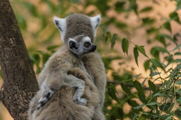 Ring-tailed lemur (Lemur catta), young animal sitting on back, Berenty nature reserve, Androy region, Madagascar, Africa