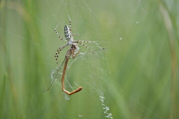 Wasp spider (Argiope bruennichi) with small red damselfly (Ceriagrion tenellum) as prey in spider...