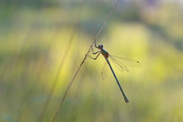 Emerald Damselfly (Lestes sponsa) on a blade of grass, Großes Veen, North Rhine-Westphalia, Germany, Europe