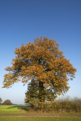 Large Oak tree (Quercus) in autumn, against blue sky, Mecklenburg-Western Pomerania, Germany, Europe