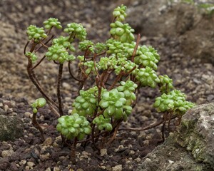 Dwarf Aeonium (Aeonium sedifolium), native to the Canary Islands