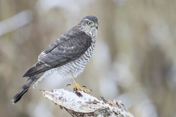 Eurasian Sparrowhawk (Accipiter nisus), adult female perched on snow-covered deadwood, Hesse, Germany, Europe