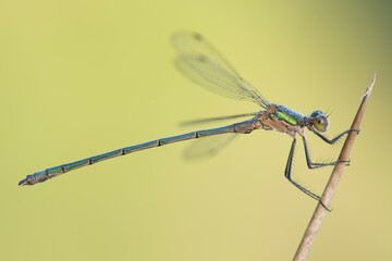 Common Emerald Damselfly (Lestes sponsa), Emsland, Lower Saxony, Germany, Europe