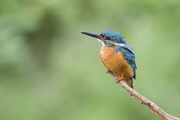 Kingfisher (Alcedo atthis), male, on perch, Hesse, Germany, Europe