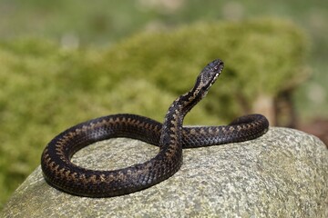 Common European viper (Vipera berus) sunbathing on stone, Schleswig-Holstein, Germany, Europe