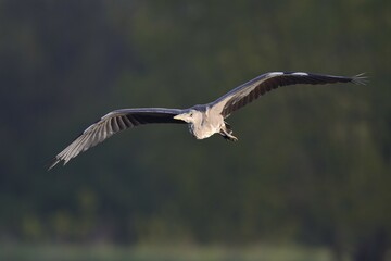 Grey Heron (Ardea cinerea) in flight, Niederrhein, North Rhine-Westphalia, Germany, Europe