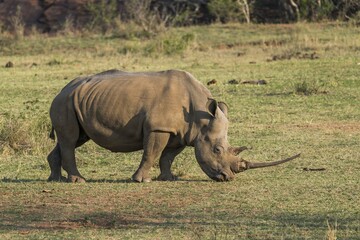 Obraz premium White Rhinoceros (Ceratotherium simum), Soutpansberg, South Africa, Africa