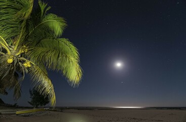 Sand beach at moonlight, Kokospame (Cocos nucifera), Morondava, Madagascar, Africa