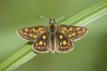 Checkered skipper (Carterocephalus palaemon) on blade of grass, Rüsselsheim am Main, Hesse,...