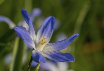 Two-leaf Squill (Scilla bifolia), Germany, Europe