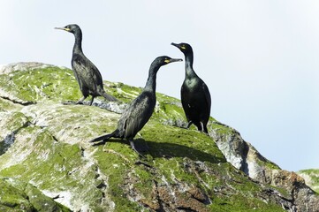 European shags (Phalacrocorax aristotelis), Stø, Langoya, Vesteralen, Norway, Europe