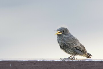 Black redstart (Phoenicurus ochruros), young bird standing on gate, Hesse, Germany, Europe