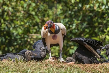 Scavenging black vulture (Coragyps atratus) and king vulture (Sarcoramphus papa), Costa Rica, Central America
