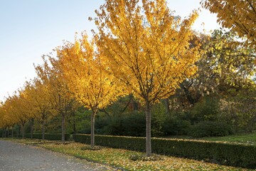 Naklejka premium Trees, alley with autumn colors, Romberg Park, Dortmund, North Rhine-Westphalia, Germany, Europe