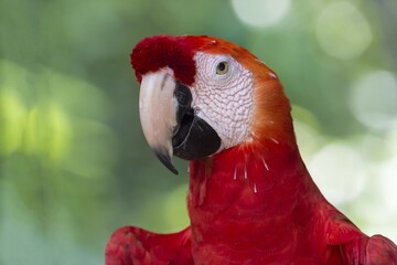 Scarlet Macaw (Ara macao), Portrait, Amazonas state, Brazil, South America