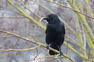 Carrion crow (Corvus corone) with a captured fish in its beak, Hesse, Germany, Europe
