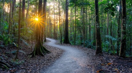 Fototapeta premium Sunlit path winding through lush rainforest at sunset.