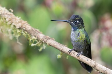 Fototapeta premium Magnificent Hummingbird (Eugene fulgens) perched on a tree branch, male, Los Quetzales National Park, Costa Rica, Central America