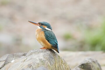 Kingfisher (Alcedo atthis), female, perched on a stone, Hesse, Germany, Europe