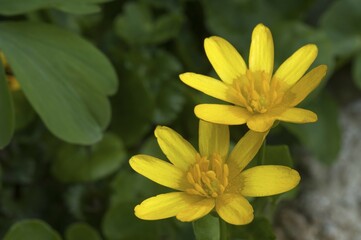 Celandine (Ficaria verna), yellow flowers, Bavaria, Germany, Europe