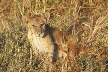 African Lion (Panthera leo), juvenile sitting in the dry grass, Serengeti National Park, Tanzania,...