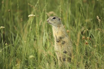 Suslik (Citellus citellus), standing attentively in meadow, Wachau, Lower Austria, Austria, Europe