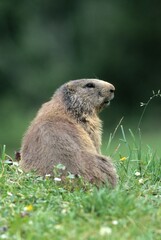 Alpine Marmot (Marmota marmota), Allgaeu Alps, Germany, Europe