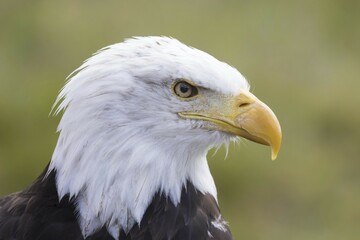 Bald eagle (Haliaeetus leucocephalus), animal portrait, captive, Hesse, Germany, Europe