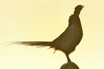 Pheasant (Phasianus colchicus), rooster crowing on a boundary stone, Texel, North Holland,...