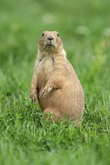 Black-tailed Prairie Dog (Cynomys ludovicianus) stands attentively, France, Europe