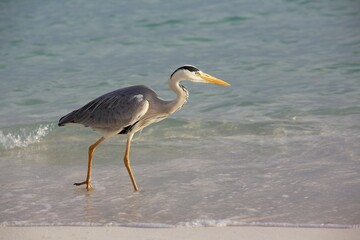 Grey heron (Ardea cinerea) on the beach of a Maldives island, Maldives, Asia