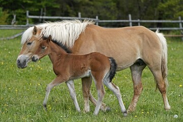 Fototapeta premium Domestic horsees, mare with foal on the pasture, Germany, Europe
