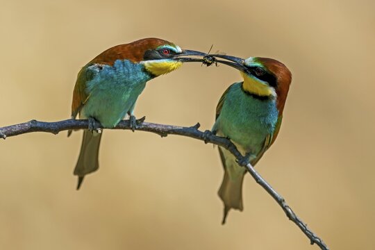 Two bee-eaters (Merops apiaster), animal pair sitting on branch, handing over prey as bridal gift, Rhineland-Palatinate, Germany, Europe