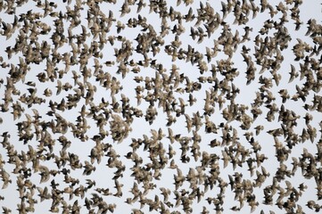 Flock of Starling (Sturnus vulgaris)