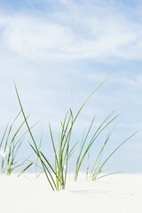 Marram Grass, Amrum, North Frisia, Schleswig-Holstein, Germany, Europe