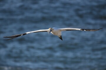 Cape gannet (Morus capensis) in flight by Bird Island in Lambert's Bay, Western Cape, South Africa, Africa