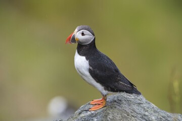 Puffin (Fratercula arctica) sitting on rock, Runde bird island, Norway, Europe