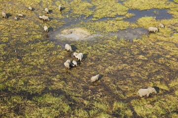 African Elephants (Loxodonta africana), breeding herd, feeding and drinking in a freshwater marsh, aerial view, Okavango Delta, Botswana, Africa