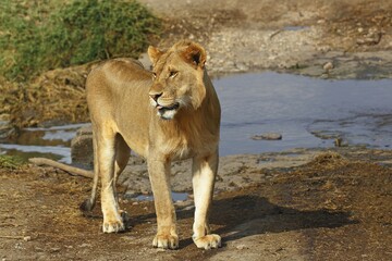 African lion (Panthera leo), young male, Serengeti National Park, Tanzania, Africa