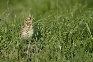 Eurasian Skylark (Alauda arvensis), juvenile, Texel, The Netherlands, Europe